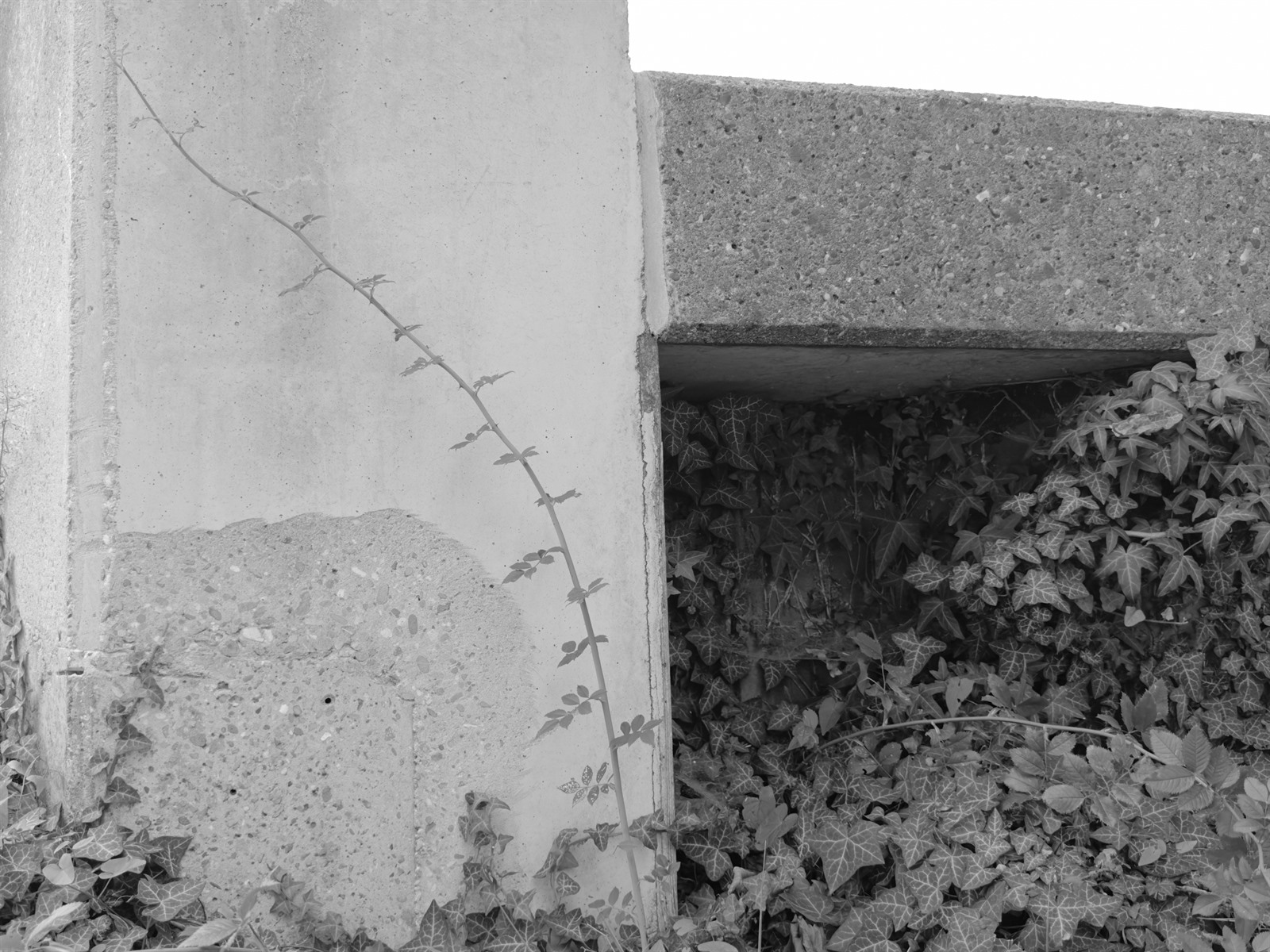 Climbing plant tracing a cracked concrete wall beside dense vegetation.